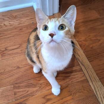 Jelly Bean -  Extra Toes Cat Hemingway Polydactyl and Domestic Short Hair Cat for Adoption in Brownsboro, Alabama - Jelly Bean | PetCurious