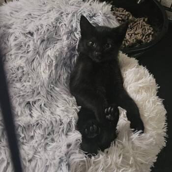 Quill -  Domestic Short Hair Cat for Adoption in Jacksonville, Oregon - Quill | PetCurious