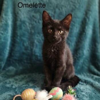 Omellette -  Bombay Cat for Adoption in Wyandotte, Michigan - Omellette | PetCurious