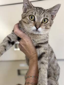Car Crash -  Tabby Cat for Adoption in Columbia, South Carolina - Car Crash | PetCurious