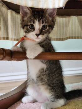 Rescue Domestic Short Hair Cats for Adoption in Taycheedah, Wisconsin - Spaghetti | PetCurious