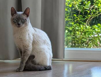Guava -  Siamese Cat for Adoption in Burnaby, British Columbia - Guava | PetCurious