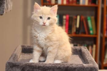 Andante -  Domestic Long Hair Cat for Adoption in Lethbridge, Alberta - Andante | PetCurious