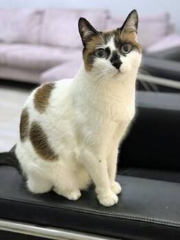 Domestic Short Hair and Siamese Cats Available for Adoption in San Francisco, California - Miss Lizzie | PetCurious