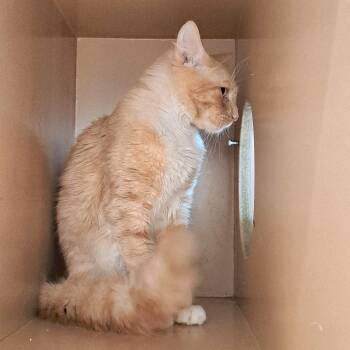 Domestic Medium Hair Cats Available for Adoption in Brownsboro, Alabama - John Wayne | PetCurious