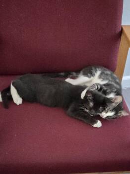 Nyx -  Domestic Short Hair Cat for Adoption in Davis, California - Nyx | PetCurious