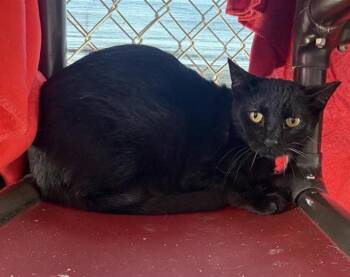 3-13 -  Domestic Short Hair Cat for Adoption in San Antonio, Texas - 3-13 | PetCurious