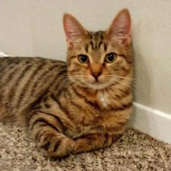 Rescue Domestic Medium Hair Cats for Adoption in Nampa, Idaho - Elm | PetCurious