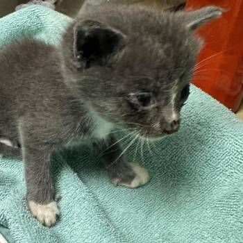 Edward Patten -  Domestic Short Hair Cat for Adoption in Cheyenne, Wyoming - Edward Patten | PetCurious