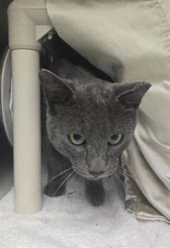 Pivoine -  Domestic Short Hair Cat for Adoption in Montreal, Quebec - Pivoine | PetCurious