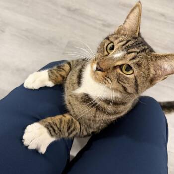 Domestic Short Hair Cats Available for Adoption in Las Vegas, Nevada - Bubbles | PetCurious