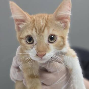 Strato -  Domestic Long Hair Cat for Adoption in Charleston, West Virginia - Strato | PetCurious
