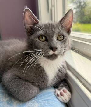 Domestic Short Hair Cats Available for Adoption in Minneapolis, Minnesota - Daizey / Pippen | PetCurious