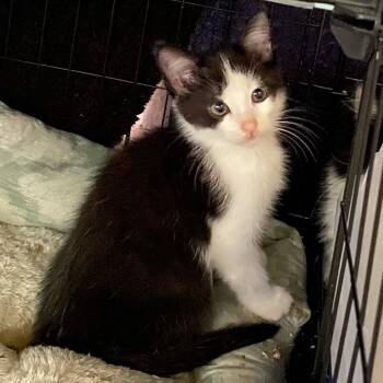 Stratus -  Domestic Short Hair Cat for Adoption in Holly, Michigan - Stratus | PetCurious