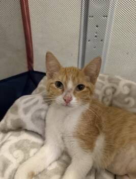 Kelce -  Domestic Short Hair Cat for Adoption in Marietta, Georgia - Kelce | PetCurious