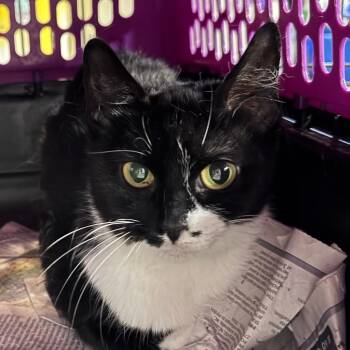 Domestic Short Hair Cats Available for Adoption in Rixeyville, Virginia - Possum | PetCurious