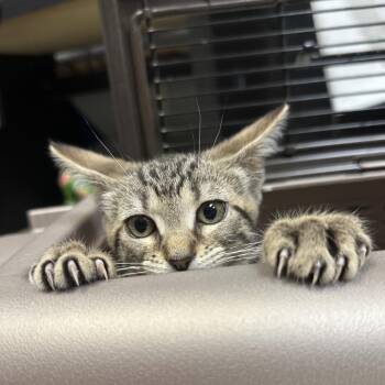 Stimpy -  Domestic Short Hair Cat for Adoption in Philadelphia, Pennsylvania - Stimpy | PetCurious