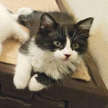 Flint -  Domestic Short Hair Cat for Adoption in Lewisville, Texas - Flint | PetCurious