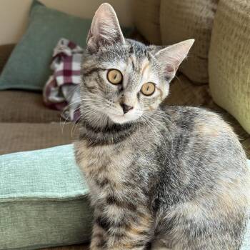 Jewel -  Domestic Short Hair Cat for Adoption in Villa Park, California - Jewel | PetCurious