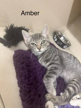 Amber -  Domestic Short Hair Cat for Adoption in Ulster, Pennsylvania - Amber | PetCurious