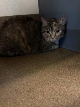 Bella -  Domestic Short Hair Cat for Adoption in Wichita, Kansas - Bella | PetCurious