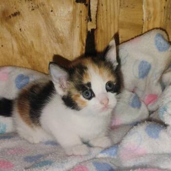 Treasure -  Domestic Short Hair Cat for Adoption in Muncie, Indiana - Treasure | PetCurious