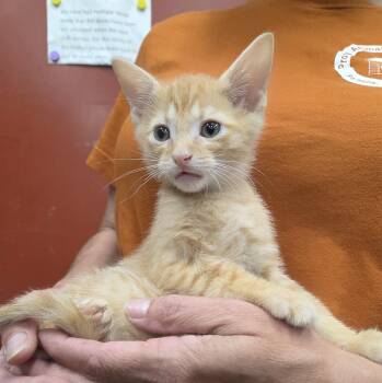 Domestic Short Hair Cats Available for Adoption in Parsons, Kansas - Garnet | PetCurious