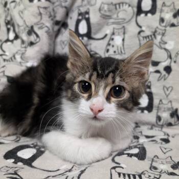HICKORY -  Domestic Medium Hair Cat for Adoption in Graham, Washington - HICKORY | PetCurious