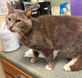 Goggles -  Domestic Short Hair Cat for Adoption in Ellijay, Georgia - Goggles | PetCurious