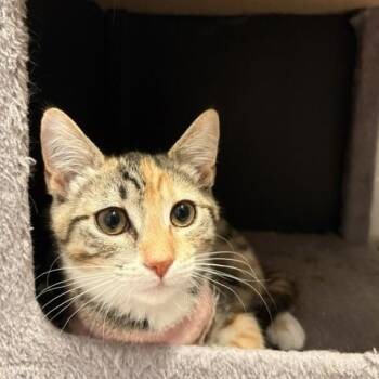 Lola -  Tabby and Calico Cat for Adoption in Burnaby, British Columbia - Lola | PetCurious