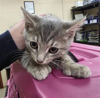 LOLA -  Domestic Short Hair Cat for Adoption in Aliquippa, Pennsylvania - LOLA | PetCurious