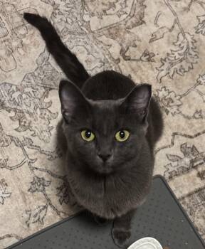 Domestic Short Hair Cats Available for Adoption in Pickering, Ontario - Arlo | PetCurious