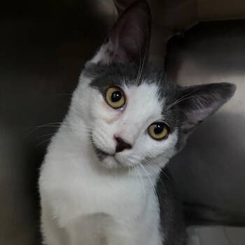 Erik -  Domestic Short Hair Cat for Adoption in Newport, North Carolina - Erik | PetCurious
