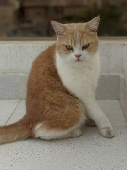 Tom- need UTI food -  British Shorthair Cat for Adoption in Brampton, Ontario - Tom- Need UTI Food | PetCurious