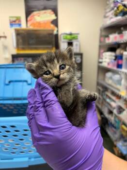 Deb -  Domestic Short Hair Cat for Adoption in Fruit Heights, Utah - Deb | PetCurious
