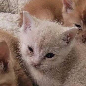 Domestic Short Hair Cats Available for Adoption in Clarksdale, Mississippi - Captain (Elon) | PetCurious