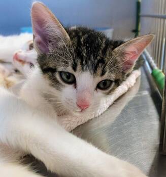 Freddie Mercury -  Domestic Short Hair Cat for Adoption in North Richland Hills, Texas - Freddie Mercury | PetCurious