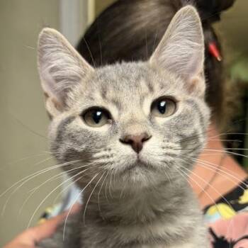JJ -  Domestic Short Hair Cat for Adoption in North Myrtle Beach, South Carolina - JJ | PetCurious