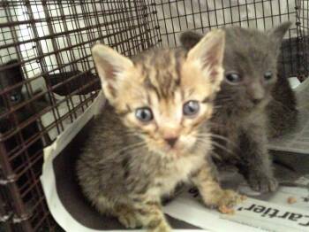 JULIE -  Domestic Short Hair Cat for Adoption in Fort Lauderdale, Florida - JULIE | PetCurious
