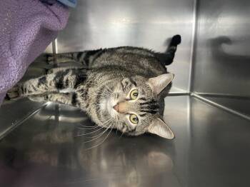 Rescue Domestic Short Hair Cats for Adoption in Kansas City, Missouri - Daryl | PetCurious