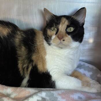 Domestic Short Hair Cats Available for Adoption in Matteson, Illinois - Reeses | PetCurious