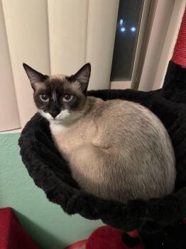 Siamese Cats Available for Adoption in Riverside, California - Katniss | PetCurious