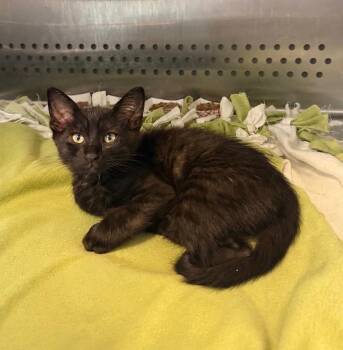 Asher -  Domestic Short Hair Cat for Adoption in Columbia, Tennessee - Asher | PetCurious