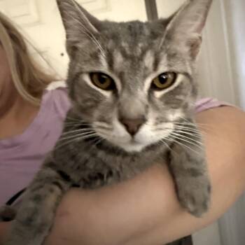 Tabby Cats Available for Adoption - Not Unrelated | PetCurious