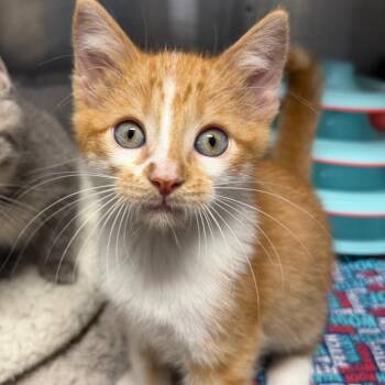 Push Pop -  Domestic Short Hair Cat for Adoption in Waynesville, North Carolina - Push Pop | PetCurious
