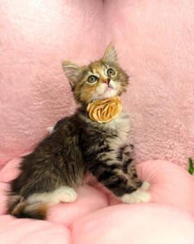 Ralynn -  Ragamuffin and Domestic Short Hair Cat for Adoption in Tavares, Florida - Ralynn | PetCurious