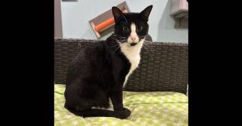 Domestic Short Hair Cats Available for Adoption - Dusk | PetCurious