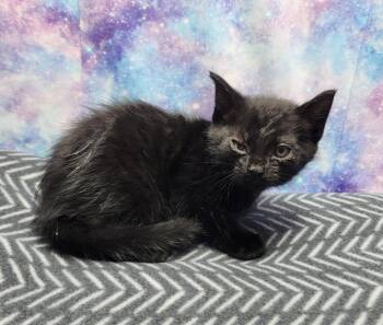 Domestic Short Hair Cats Available for Adoption in Washington Court House, Ohio - Kyler | PetCurious