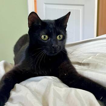 Starlight -  Domestic Short Hair Cat for Adoption in Dallas, Texas - Starlight | PetCurious