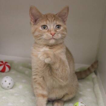 Sarah Sanderson -  Domestic Short Hair Cat for Adoption in Champaign, Illinois - Sarah Sanderson | PetCurious